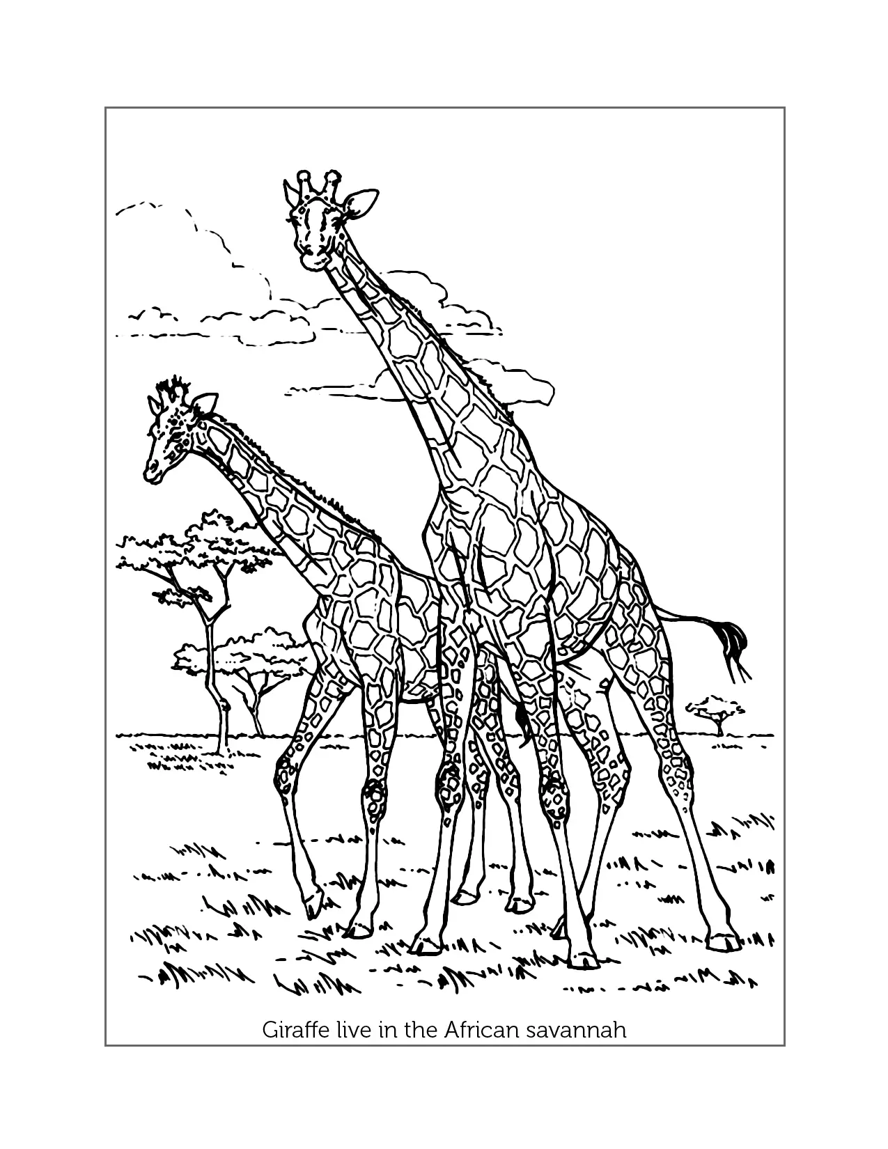 Giraffe Live In African Savannah Coloring Sheet