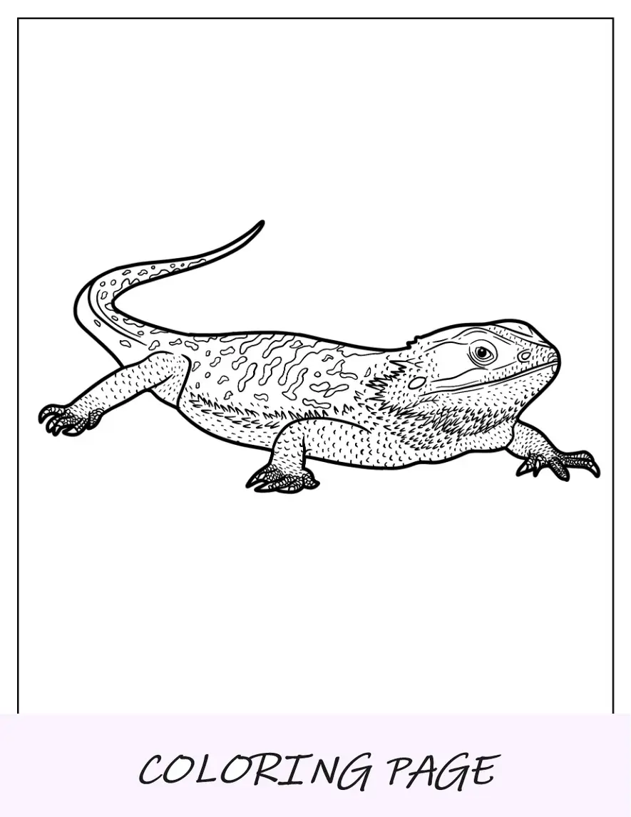 Página para colorear del lagarto dragón barbudo central