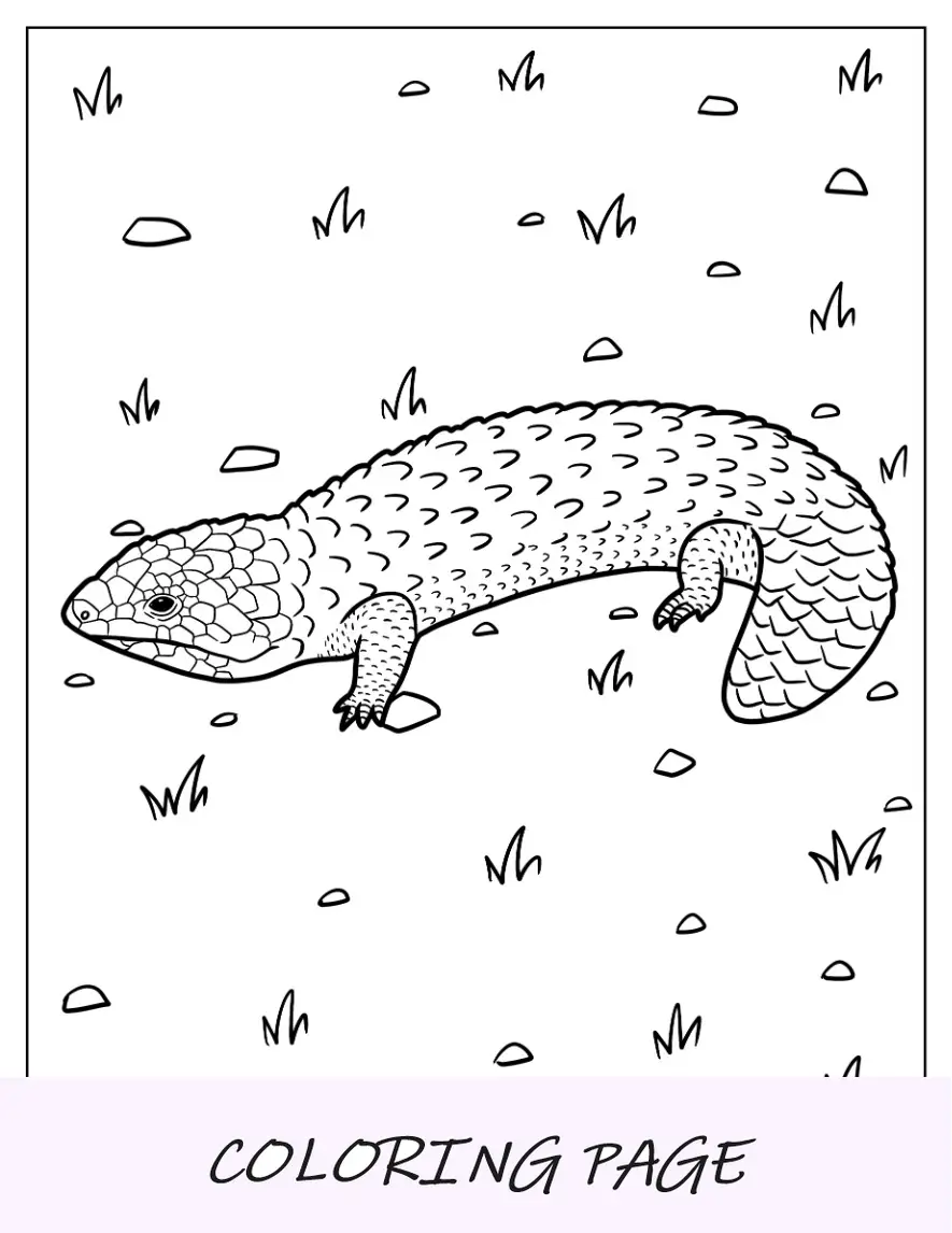 Lagarto Shingleback Página Para Colorear