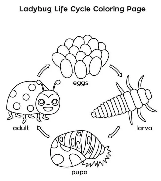 Ladybug Life Cycle Coloring Page