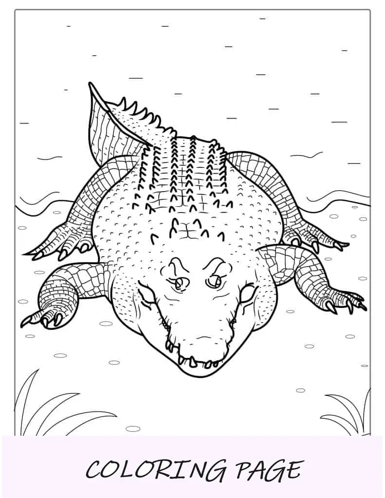 Adorável página para colorir de crocodilo bebê para crianças