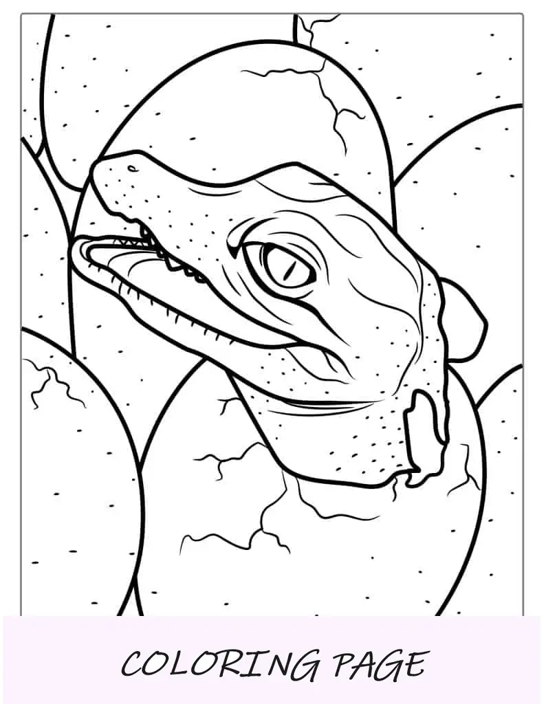 Crocodilo nadando na água para colorir