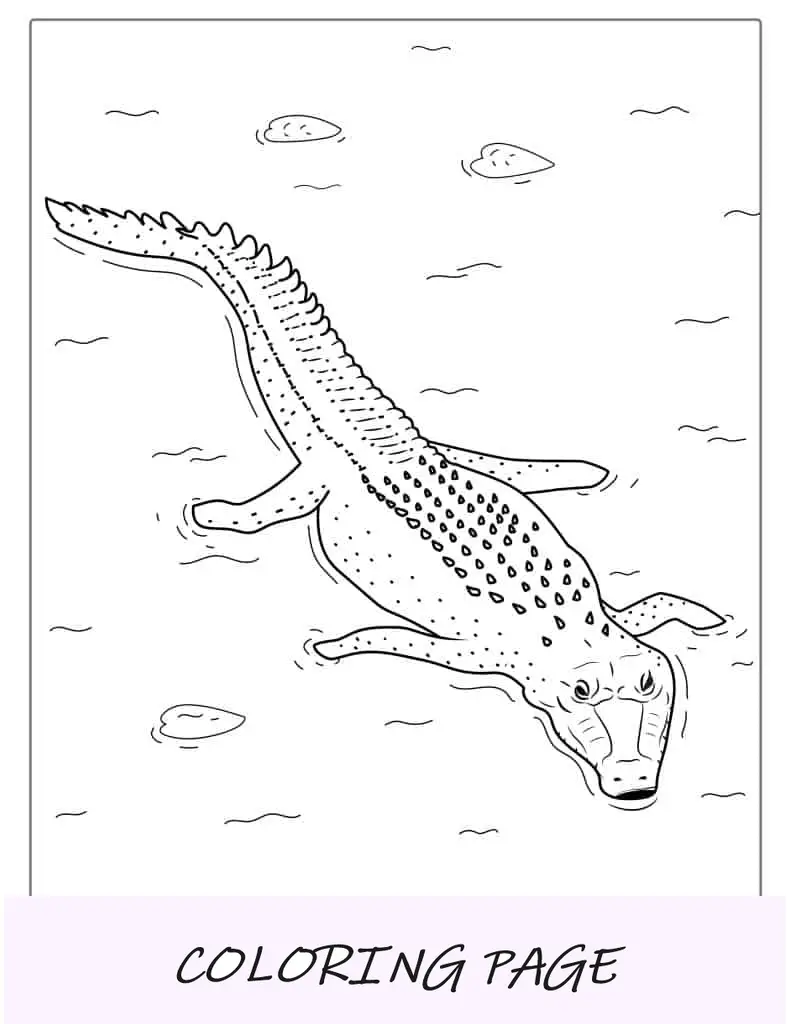 Página para colorir de bebê crocodilo saindo da água