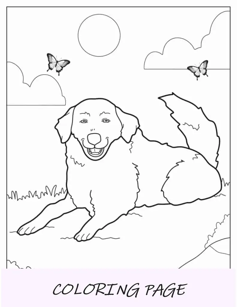 Cão pastor descansando no campo para colorir