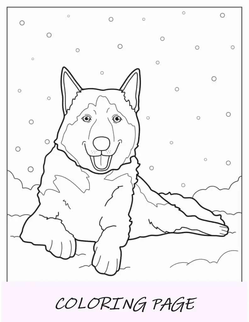 Husky na neve para colorir