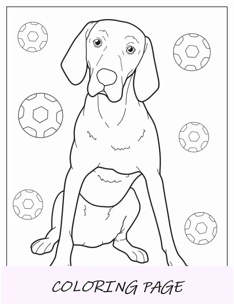 Página para colorir do cachorro Vizsla sentado