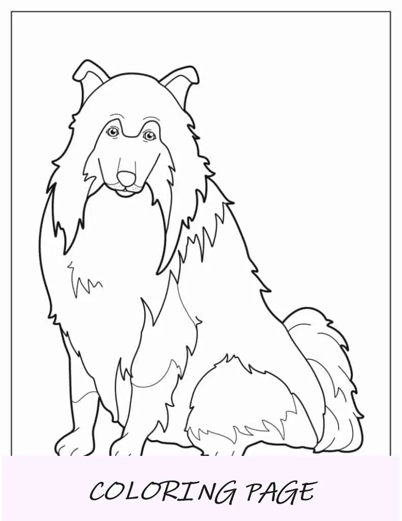Esboço fácil de Collie áspero para colorir