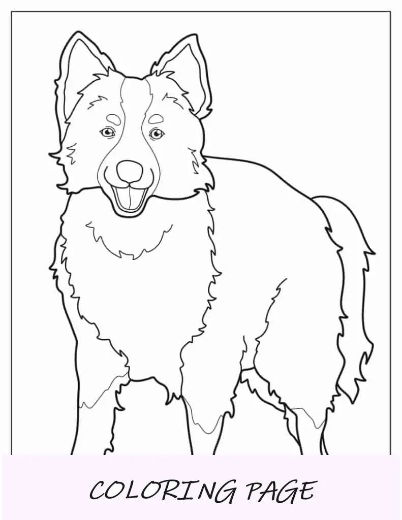 Folha para colorir do contorno do Border Collie