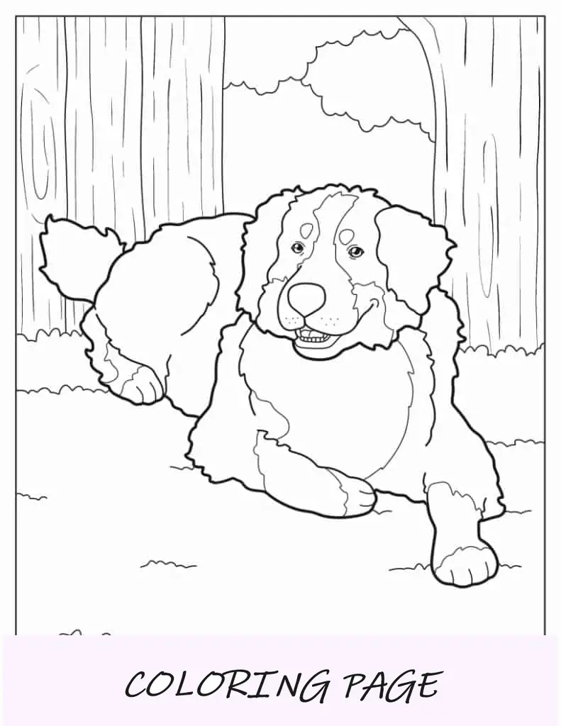 Folha para colorir de Bernese Mountain Dog descansando
