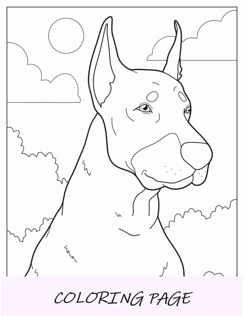 Close Up Do Alerta Dobermann