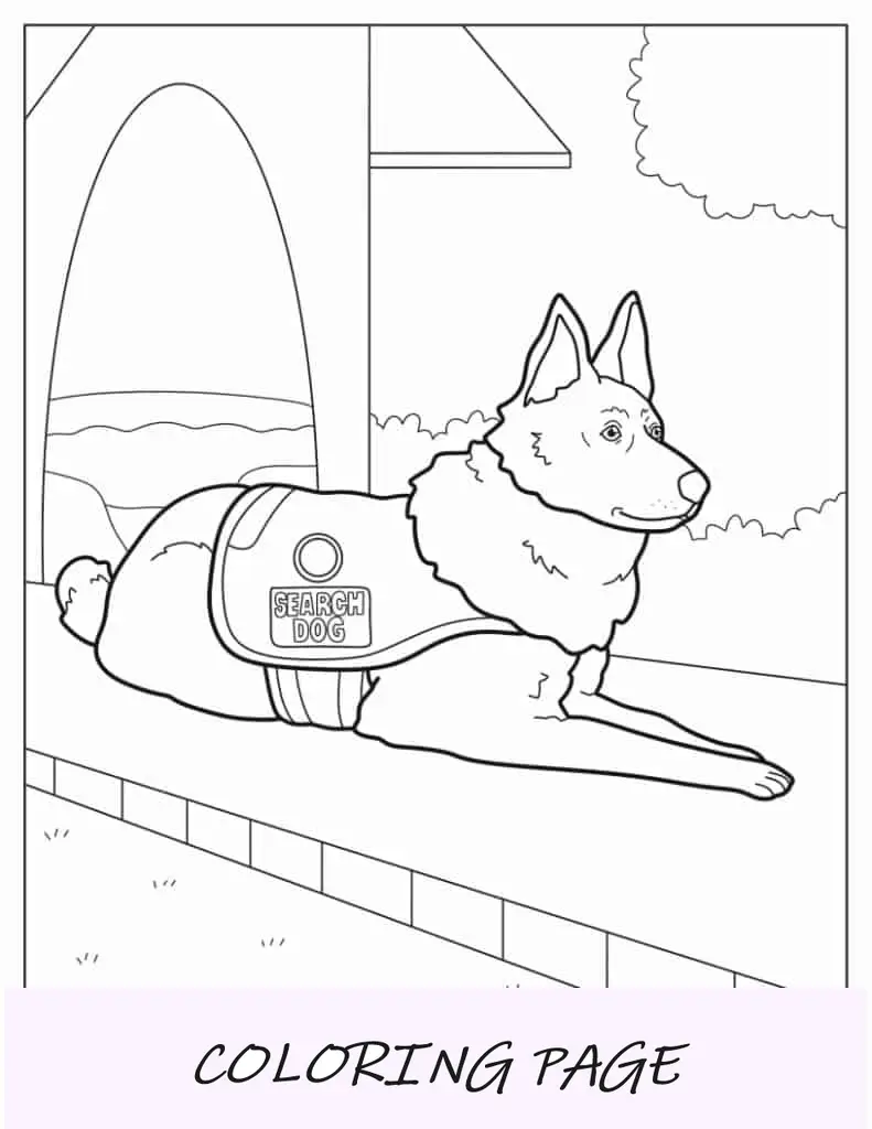 Cão de busca Malinois belga para colorir