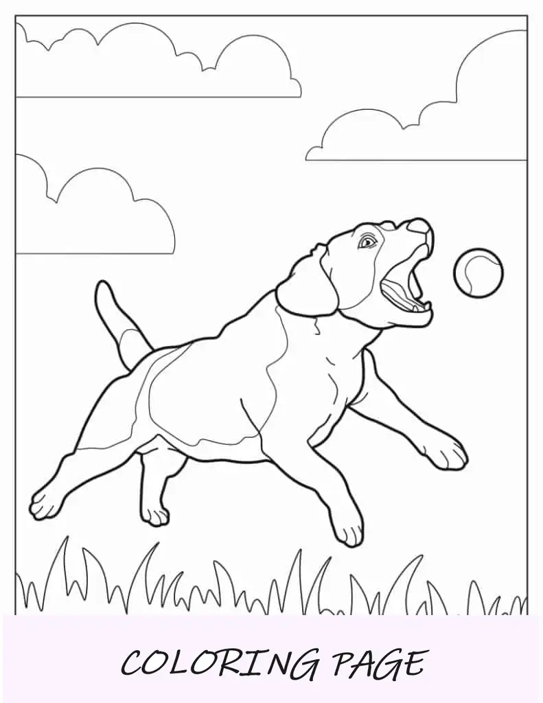 Beagle perseguindo bola para colorir