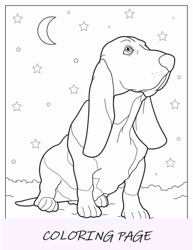 Basset Hound olhando para cima