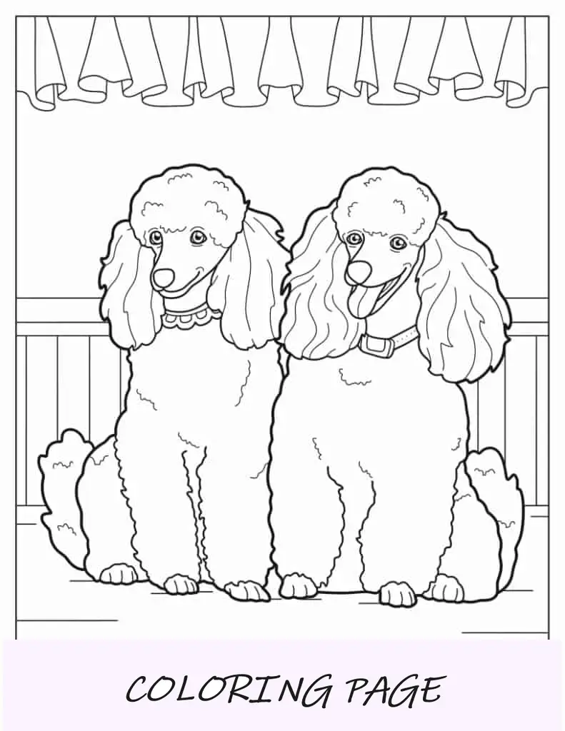 Dois poodles miniatura sorrindo