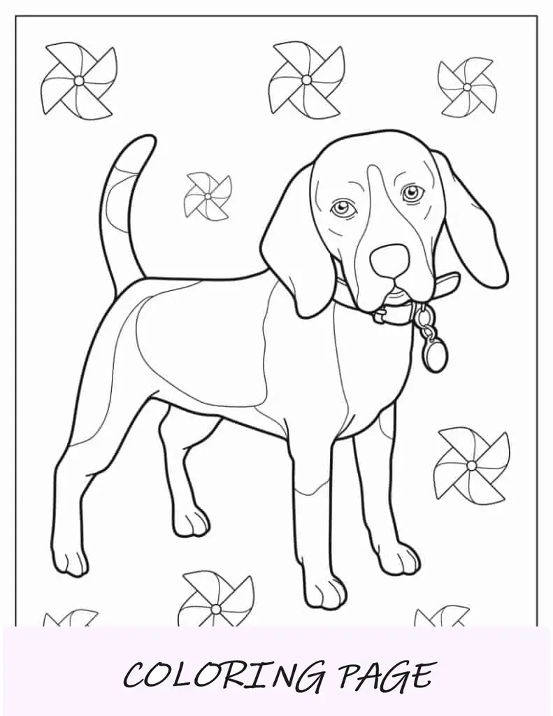 Beagle adulto com coleira e etiqueta