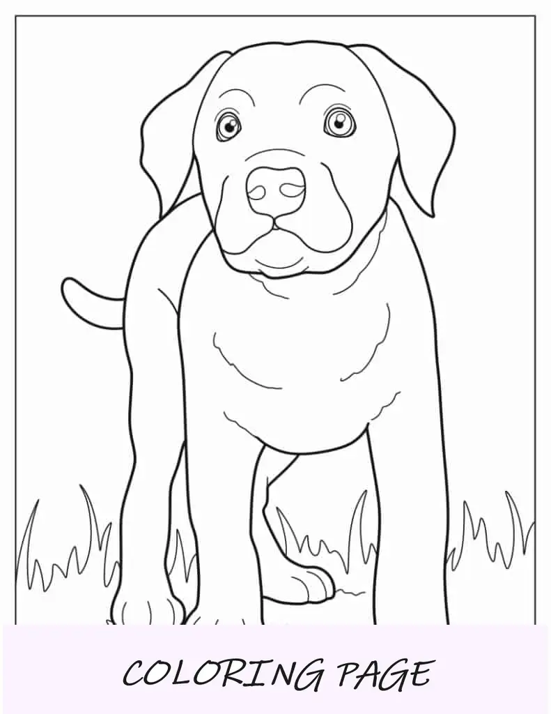 Filhote de labrador simples na grama para colorir