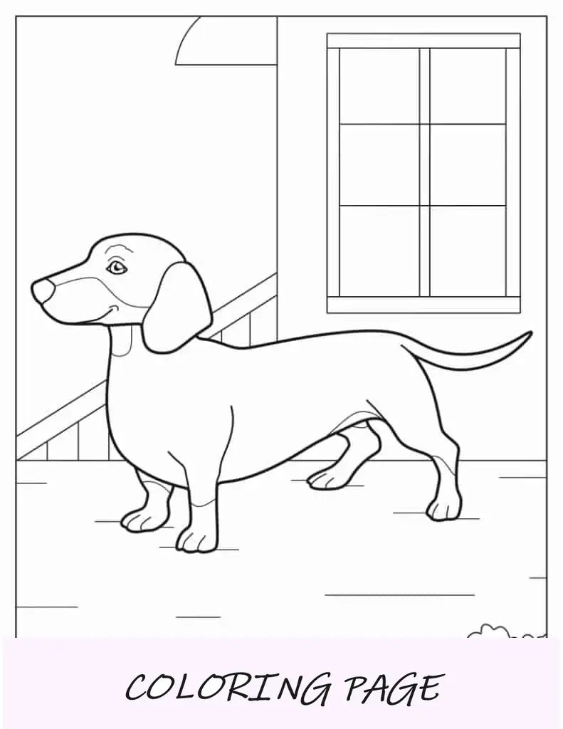 Cachorro Dachshund Fora de Casa