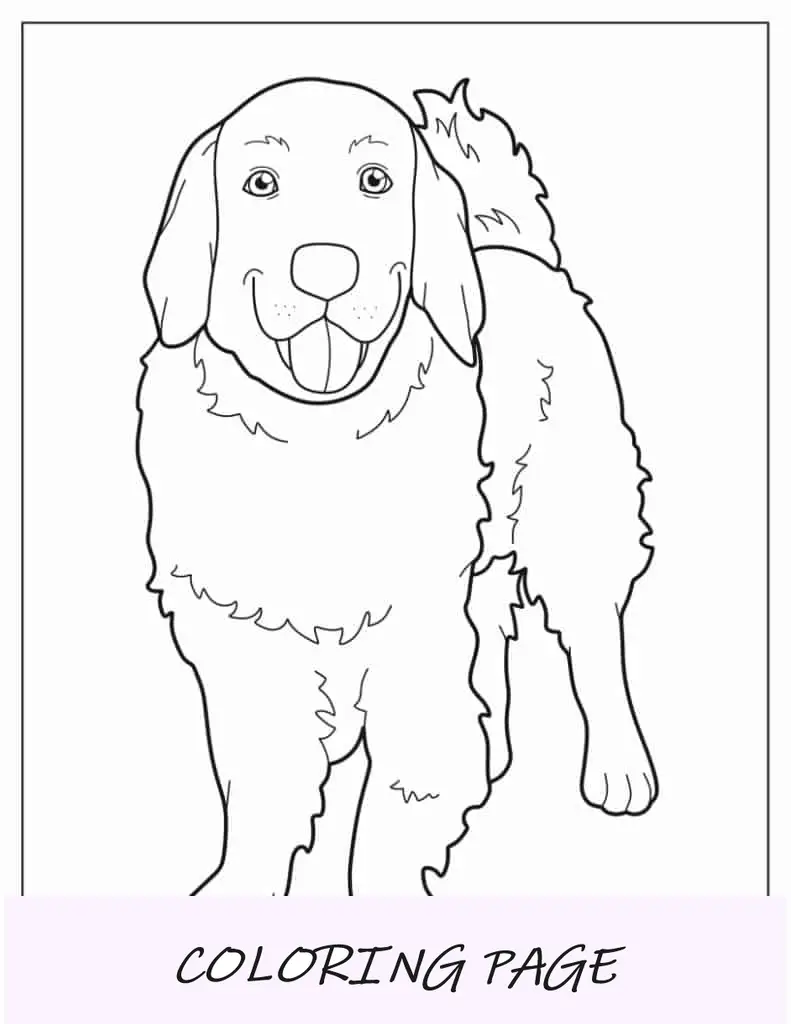 Esboço fácil de coloração de Labrador Retriever