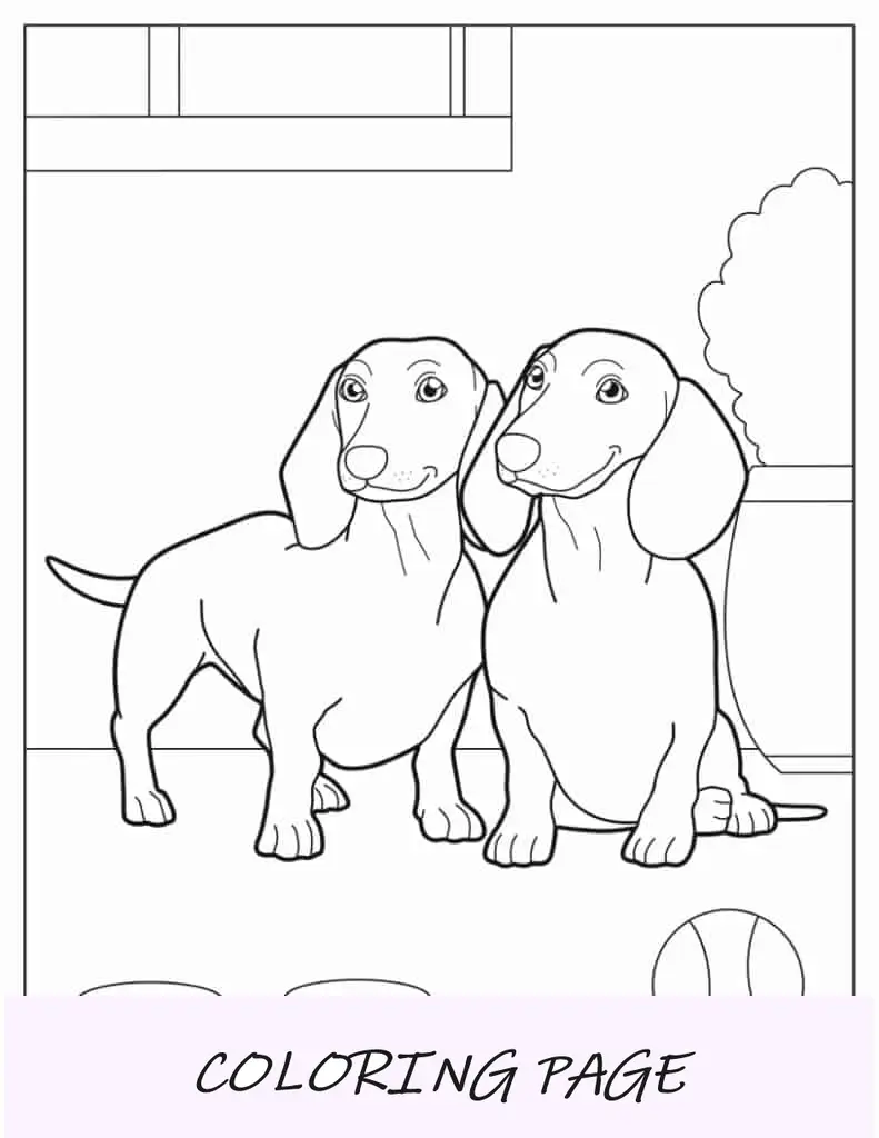 Dois Dachshunds posando para foto