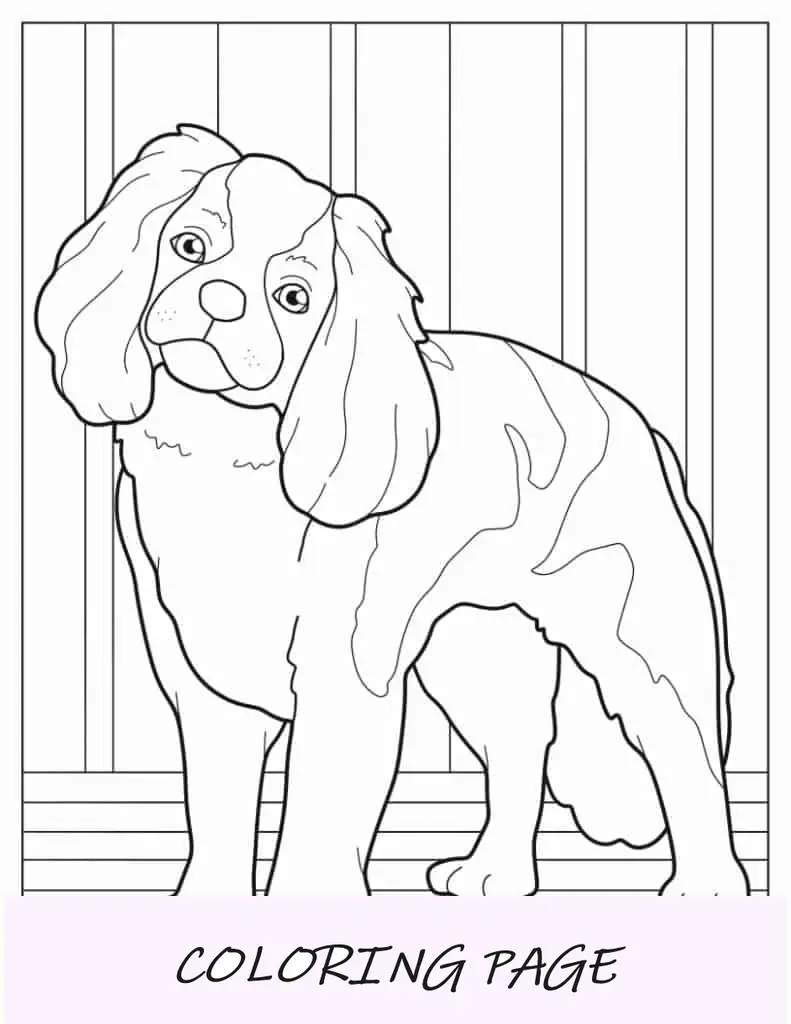 Cachorro Spaniel lindo para colorir