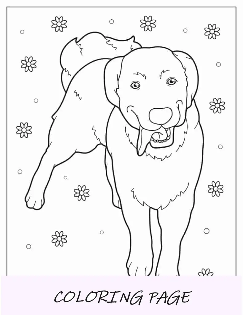 Folha para colorir de Labrador Retriever com a língua de fora