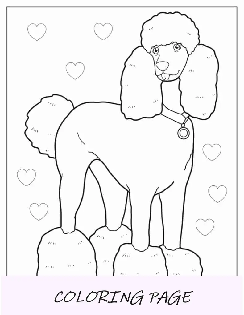 Cachorro Poodle Com Coleira
