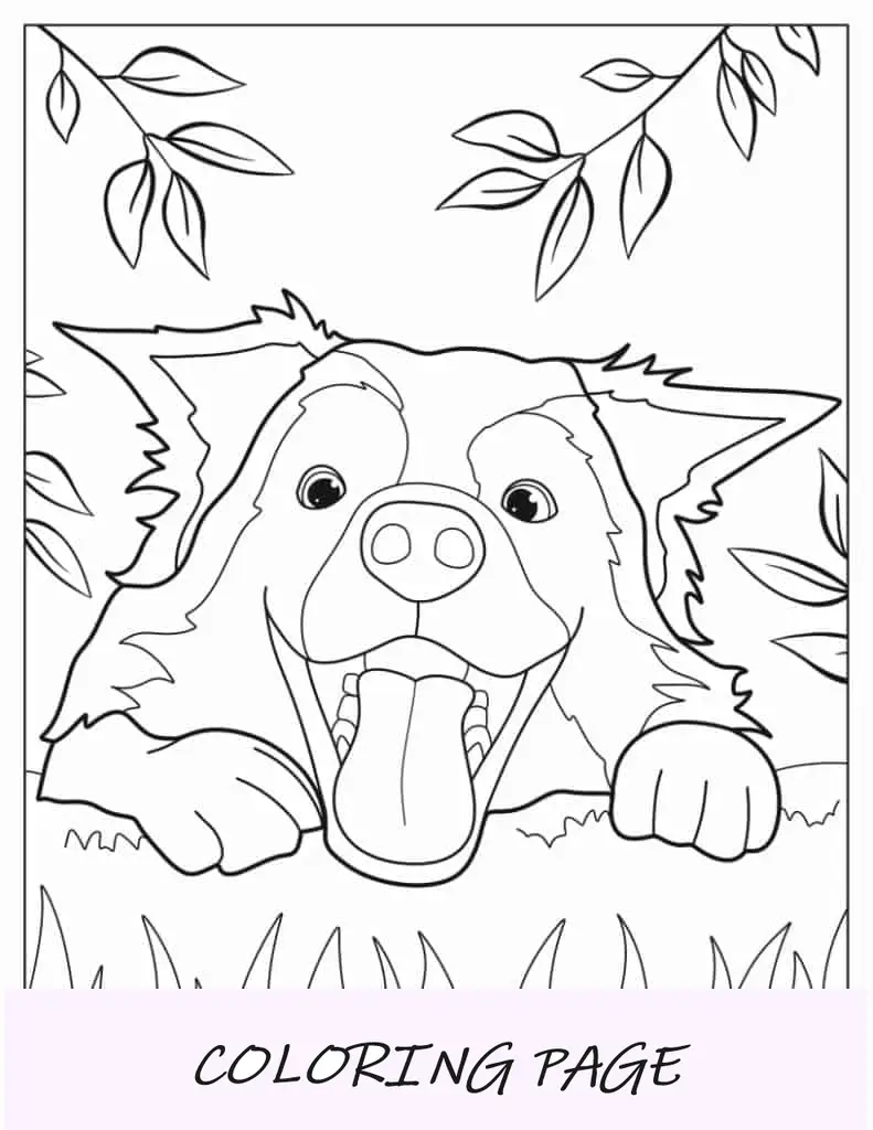 Cara brincalhona de cachorrinho Border Collie