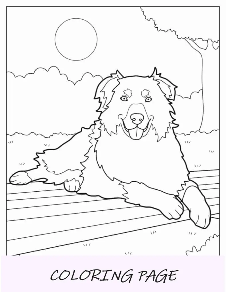 Página para colorir de pastor australiano realista