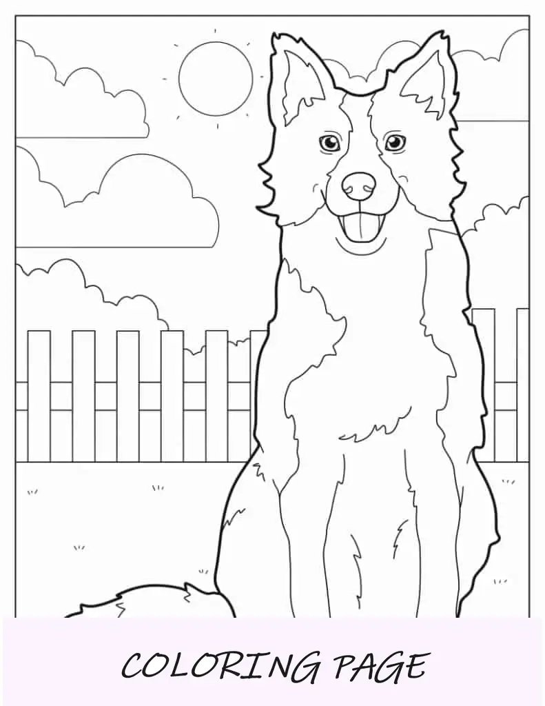 Folha para colorir Cachorro Border Collie no quintal