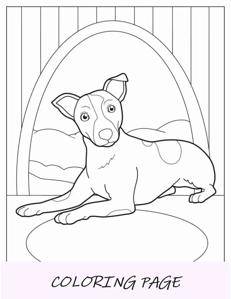 Filhote de Jack Russell Terrier