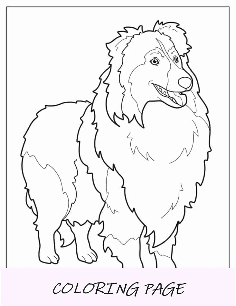 Contorno de cachorro Sheltie para colorir