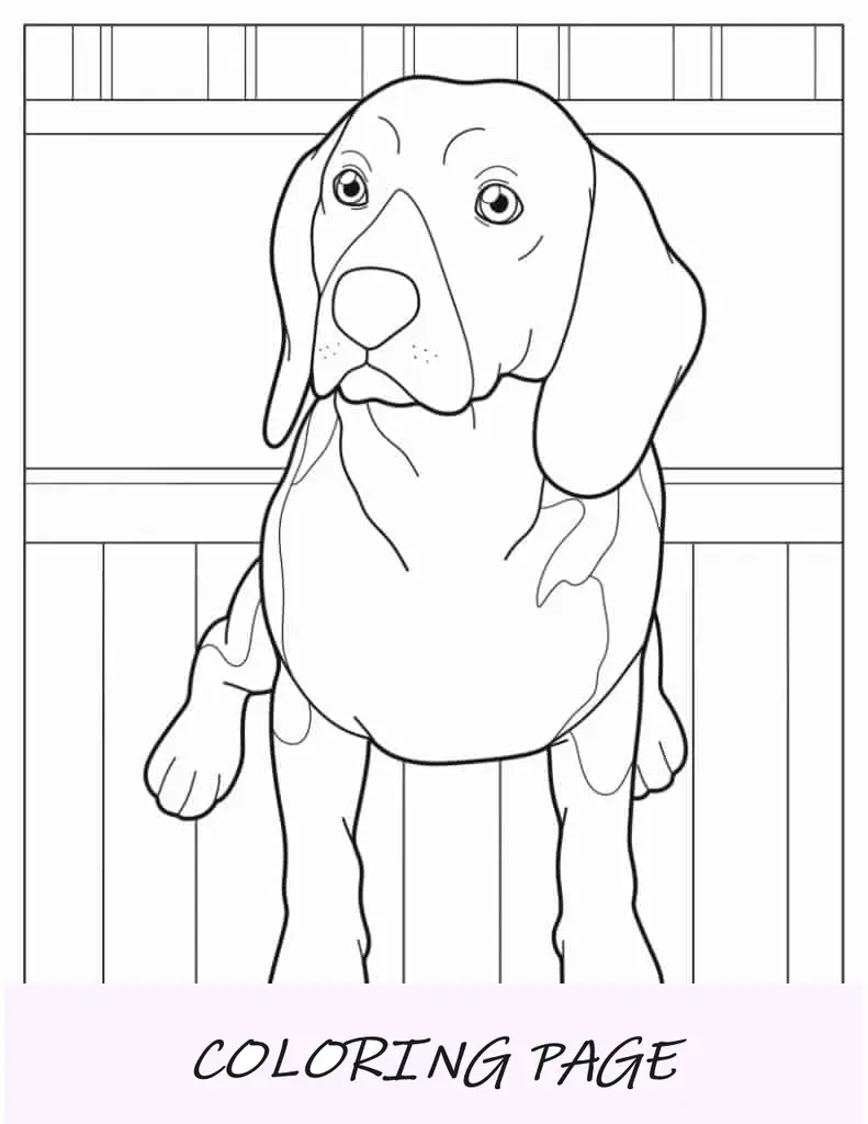 Página para colorir do Alert Beagle
