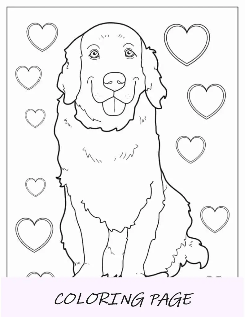 Página para colorir de Golden Retriever adulto