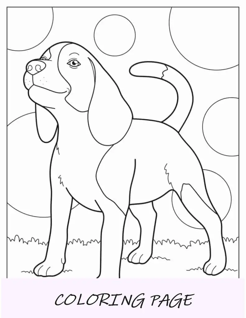Cachorro Beagle Na Grama