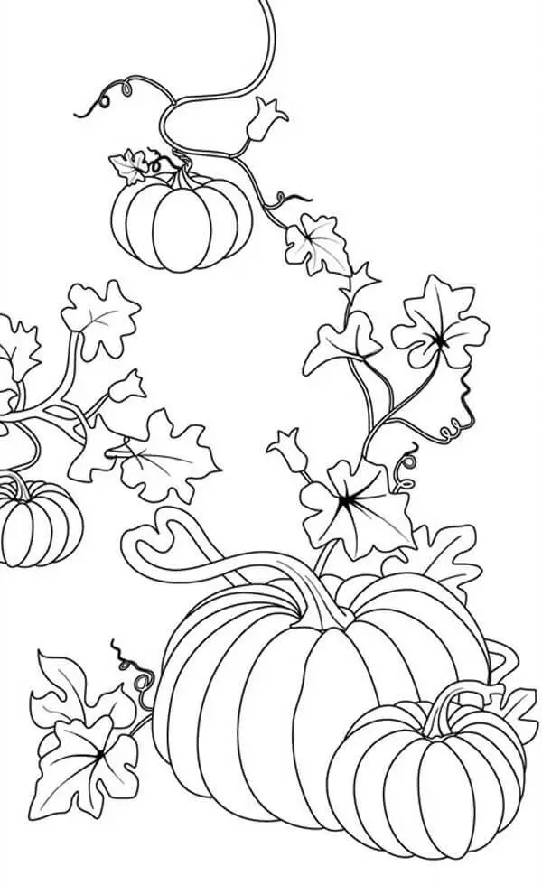 Pumpkin With Seeds Coloring Page