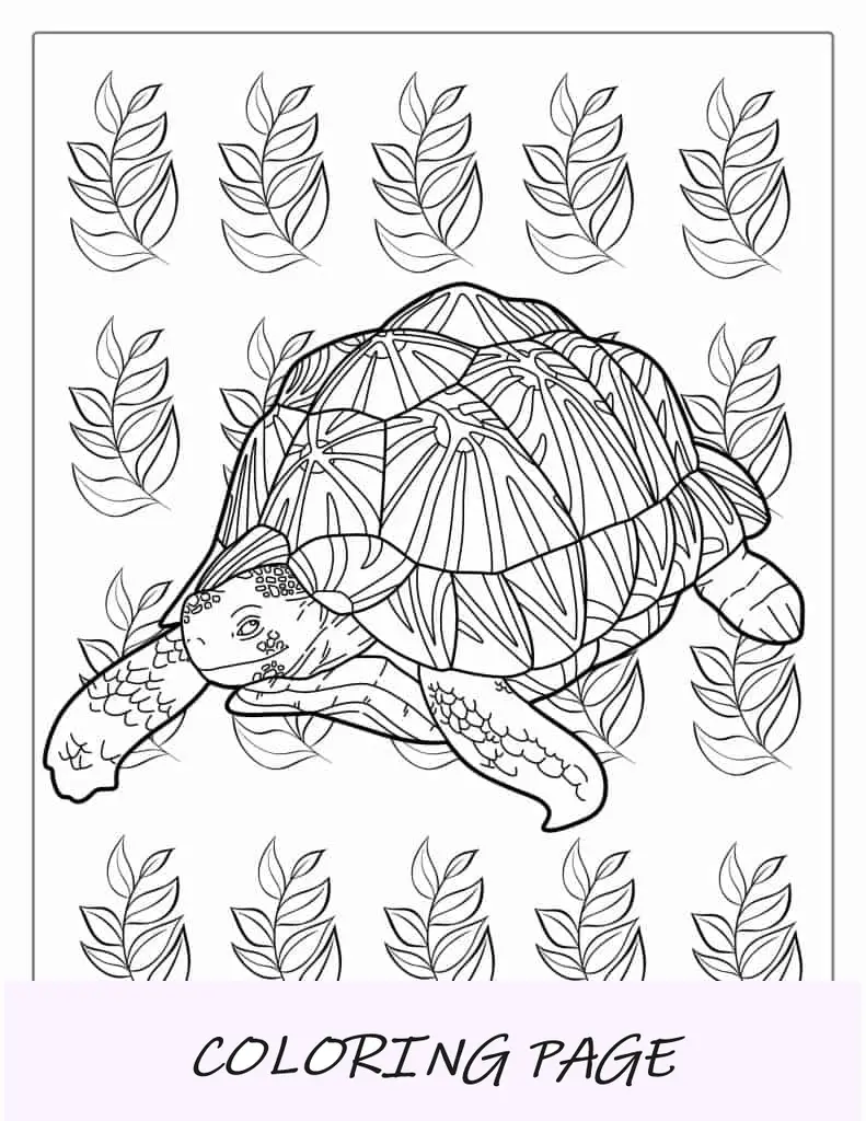 Página para colorir da tartaruga de caixa