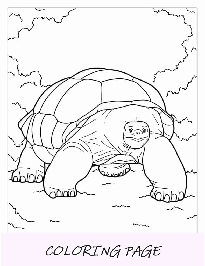 Página para colorir da tartaruga de Galápagos para crianças