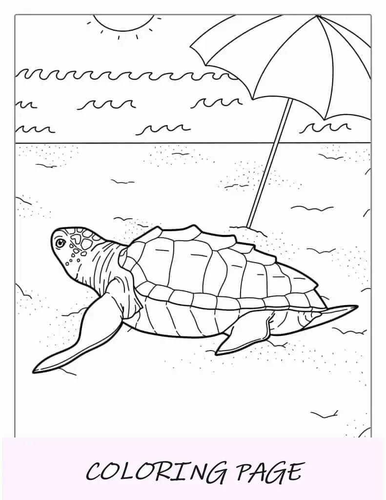 Folha para Colorir Tartaruga Sol Assando na Praia