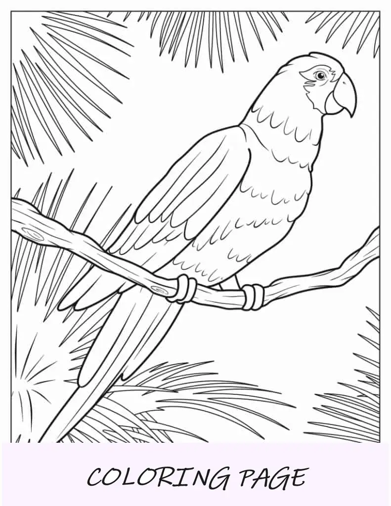 Loro de Senegal para colorear