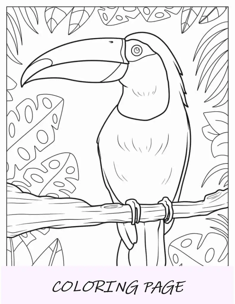 Loro Con Pico Grande Para Colorear