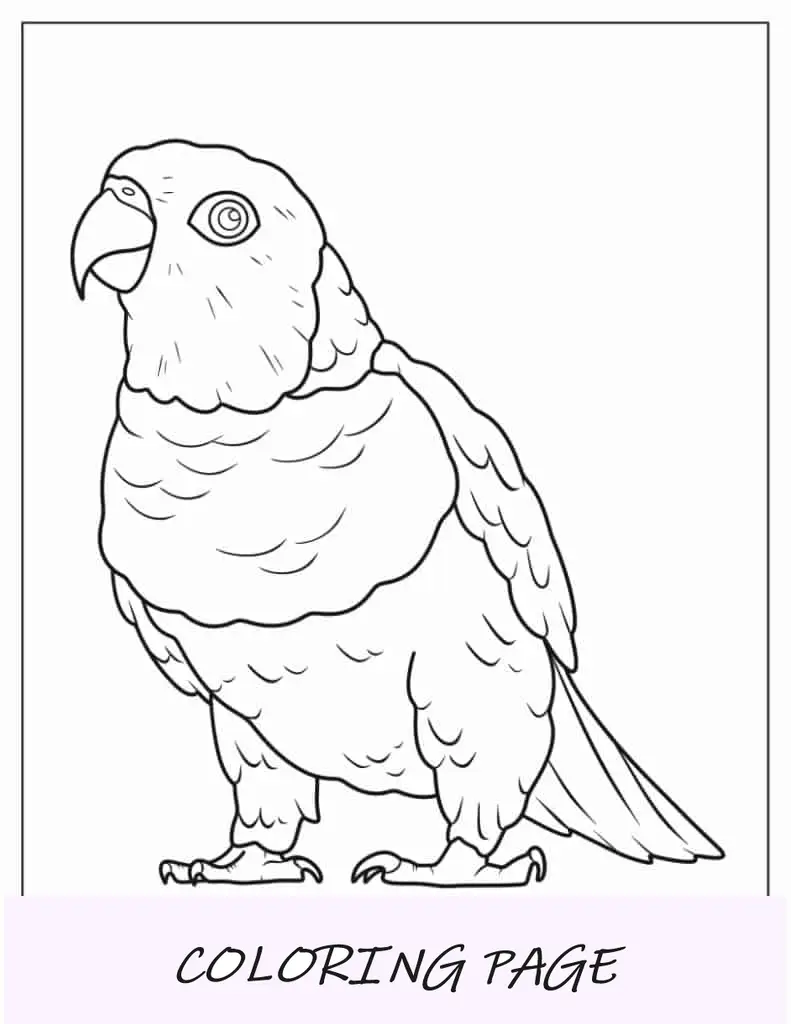 Loro Caique Fácil De Colorear