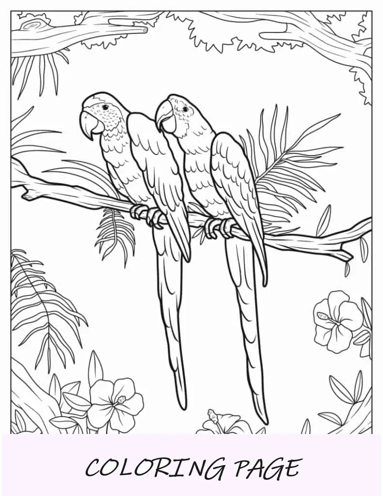 Dos loros eclectus detallados para colorear