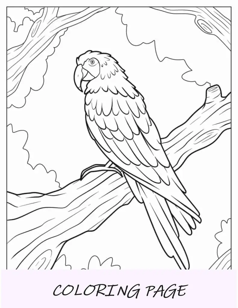 Hoja para colorear de loro guacamayo