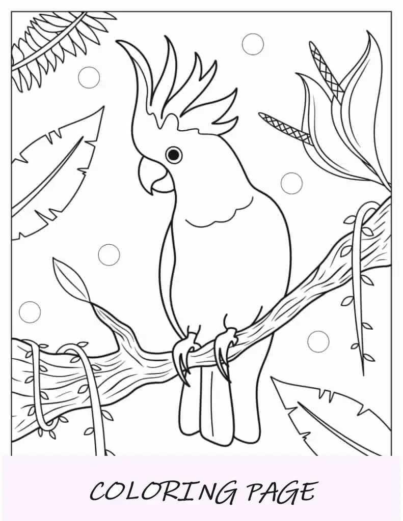 Loro Cacatúa Para Colorear