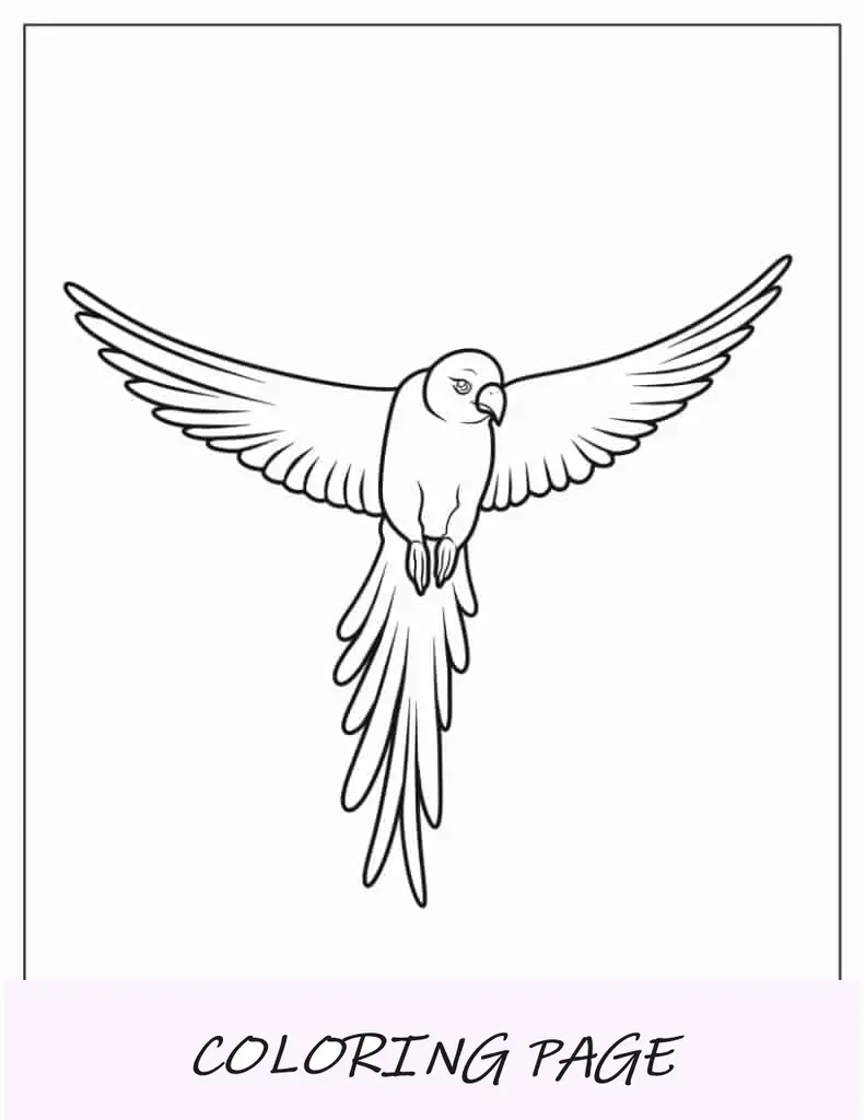 Esquema simple de un loro volando