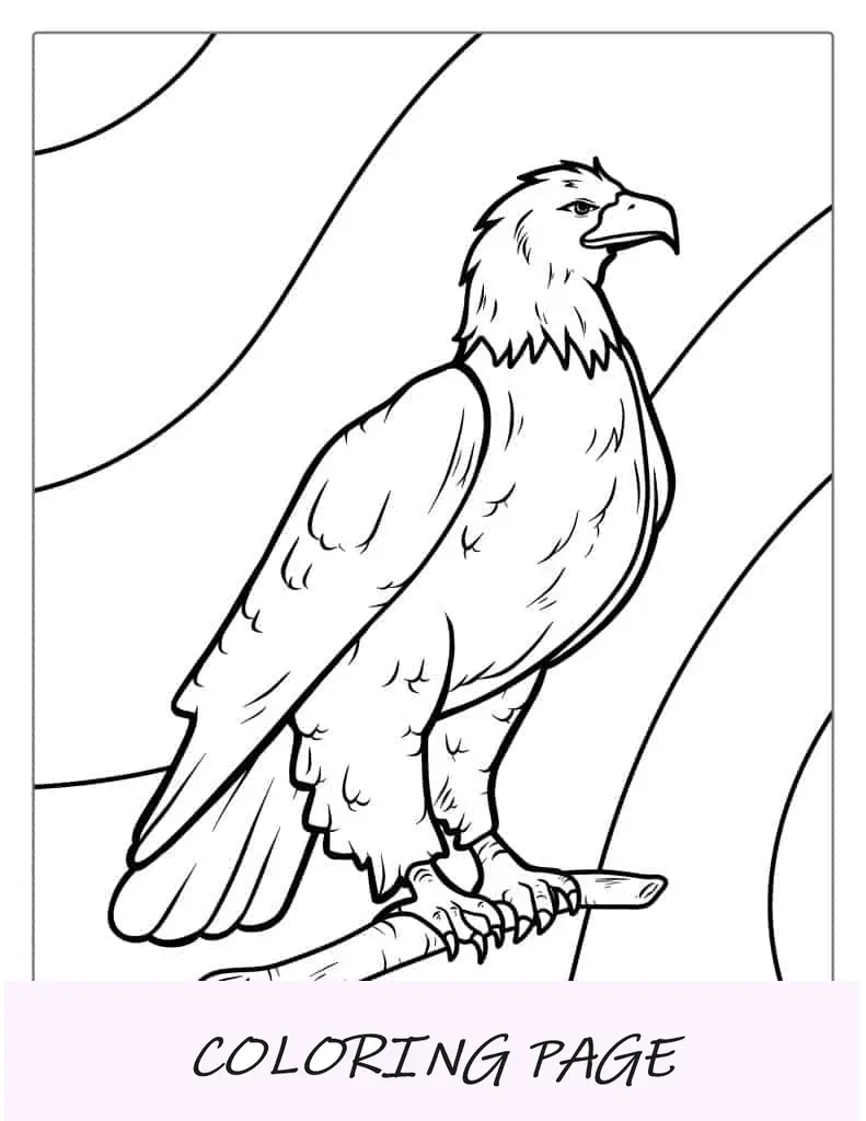 Página para colorir da majestosa águia careca