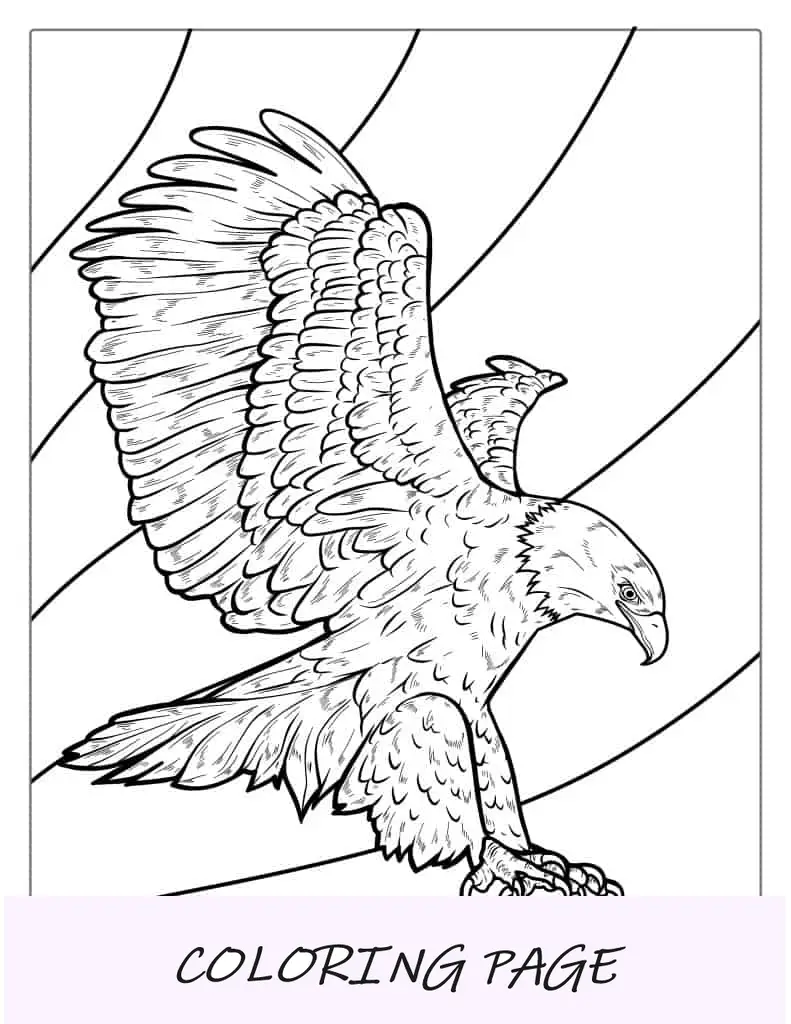 Águia careca difícil de colorir