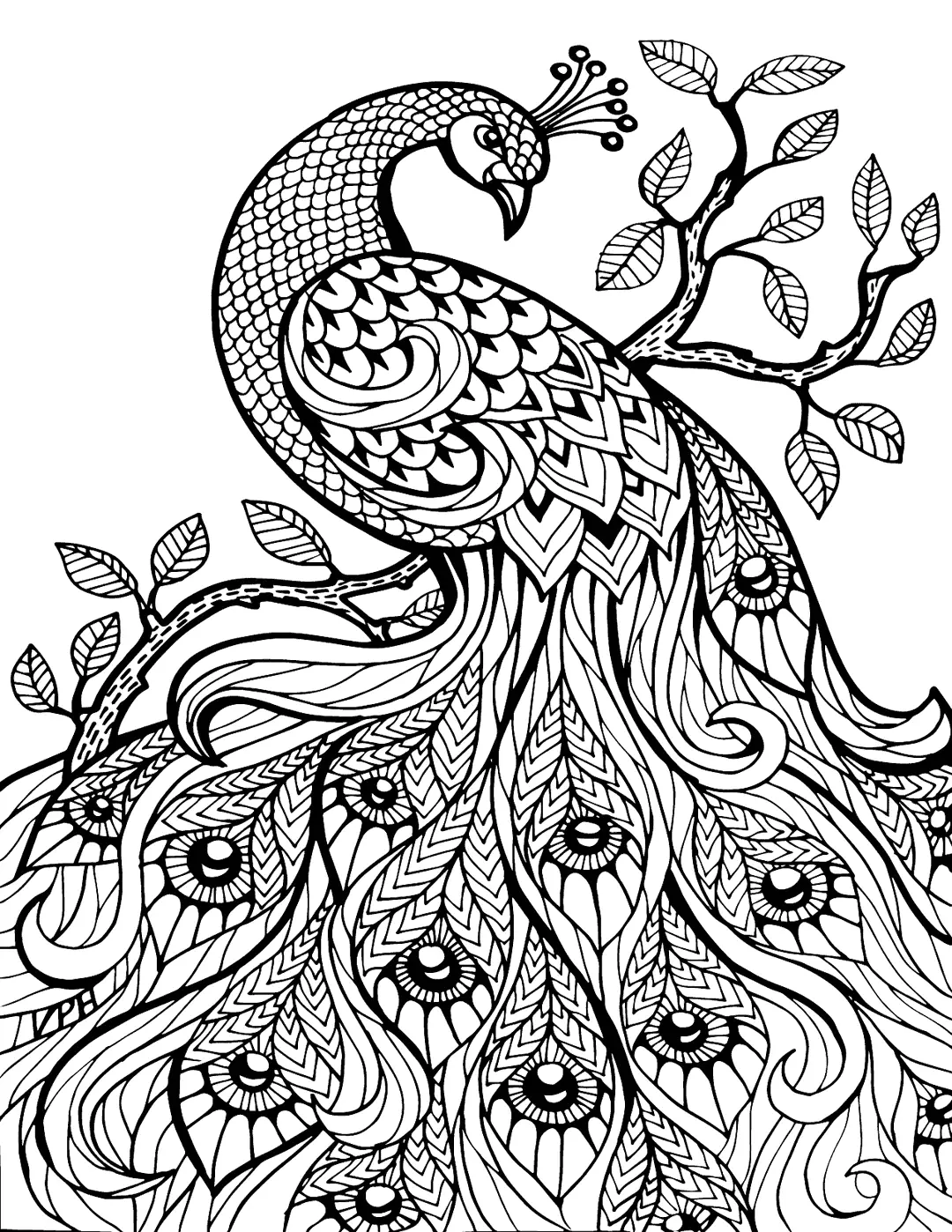 Peacock Coloring For Adults