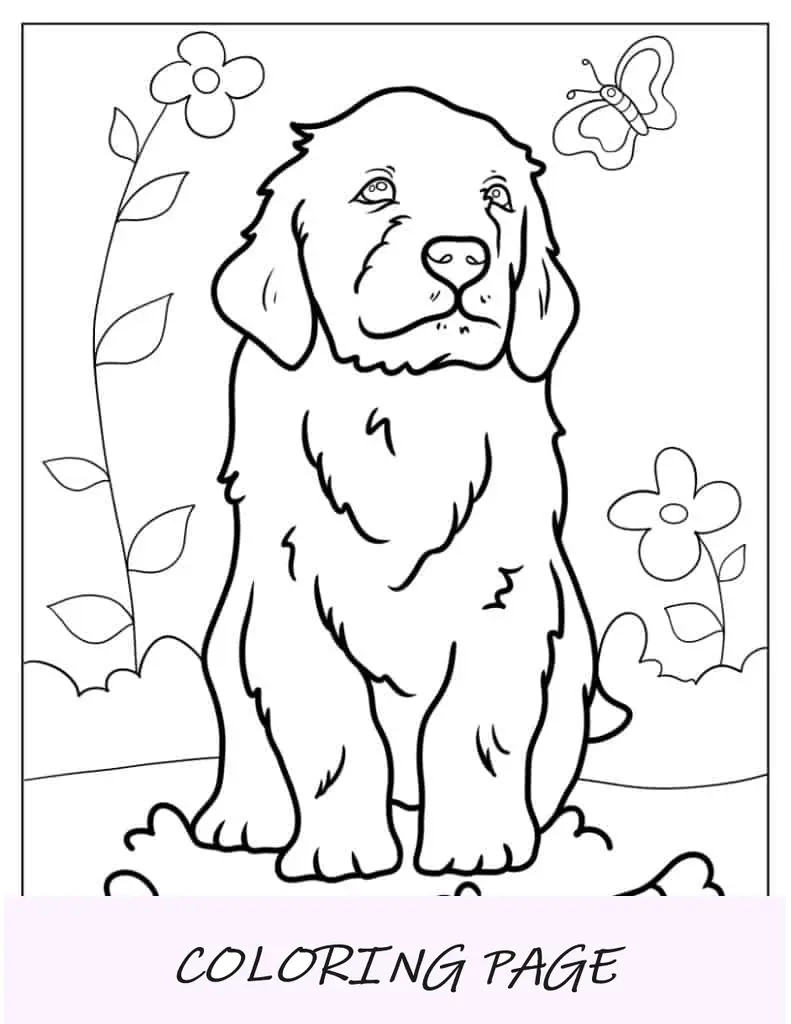 Filhote de Golden Retriever olhando para longe