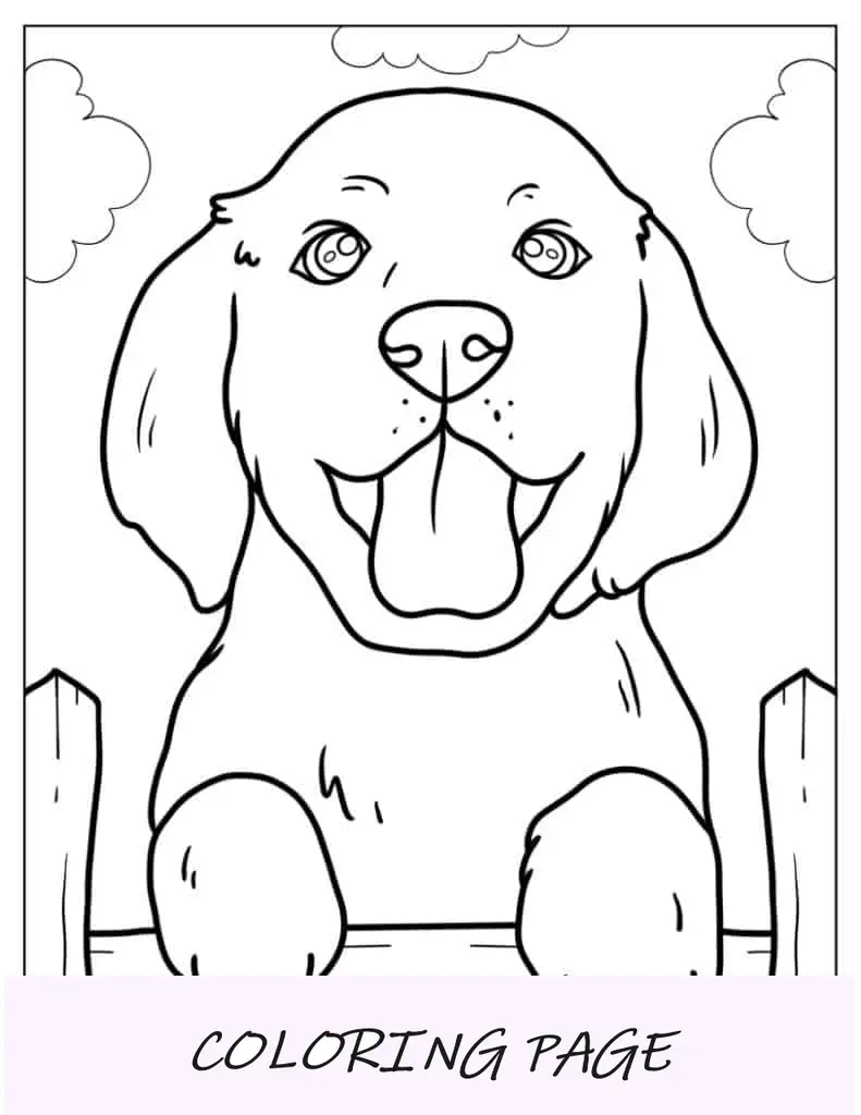 Close Up De Filhote De Labrador
